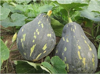 2015ɽũҵչʾϹ㶫ɽƳϹ